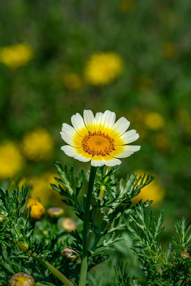 Crown daisy